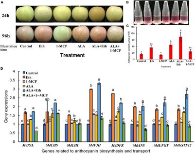 The Transcription Factor MdERF78 Is Involved in ALA-Induced Anthocyanin Accumulation in Apples